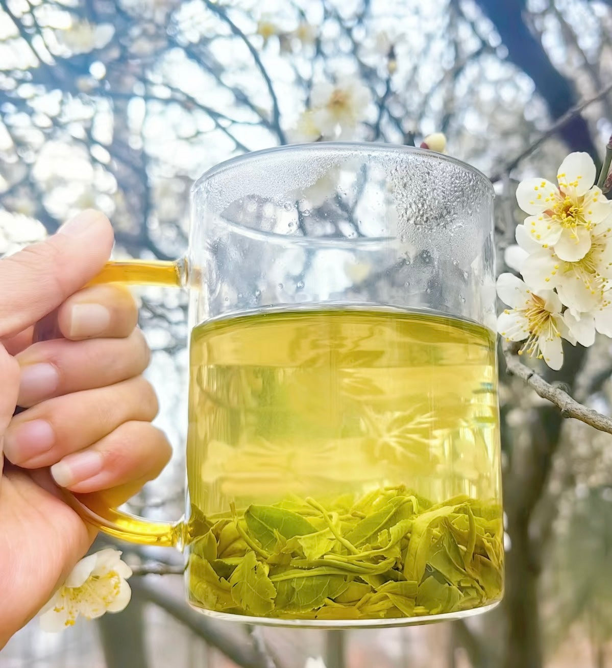 HaoHeShun Loose Leaf Green Tea 250g | Hand-Harvested Buds, Rich Soybean Note, Sugar-Free & Non-GMO